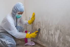 Best Mold Damage Restoration  in Orange, CA